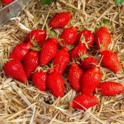 20 Fraisiers non remontants Gariguette - La fraise star de vos printemps