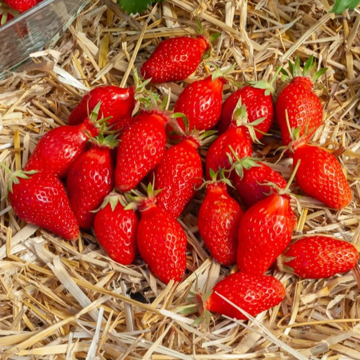 20 Fraisiers non remontants Gariguette - La fraise star de vos printemps