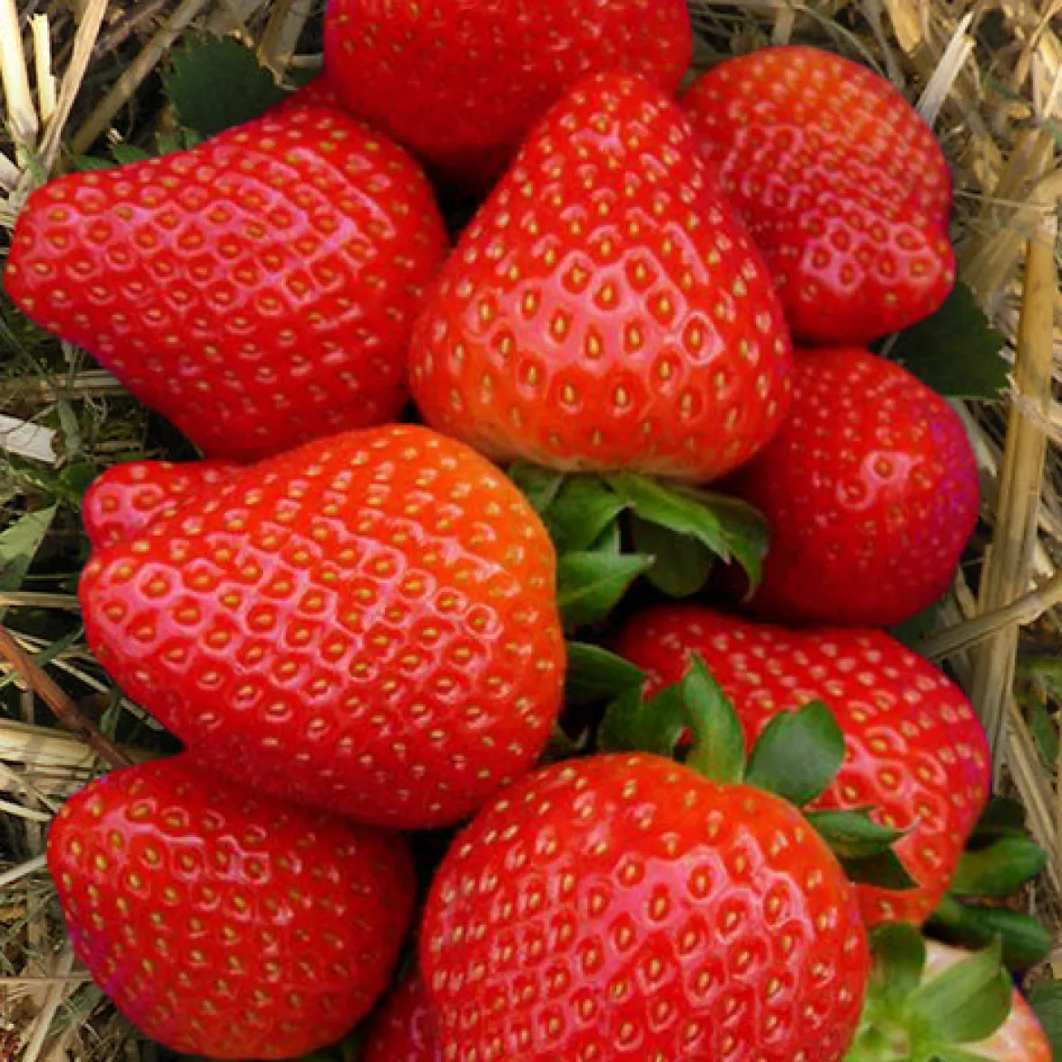 Fraisier Sonata - Des fraises sucrées tout l'été