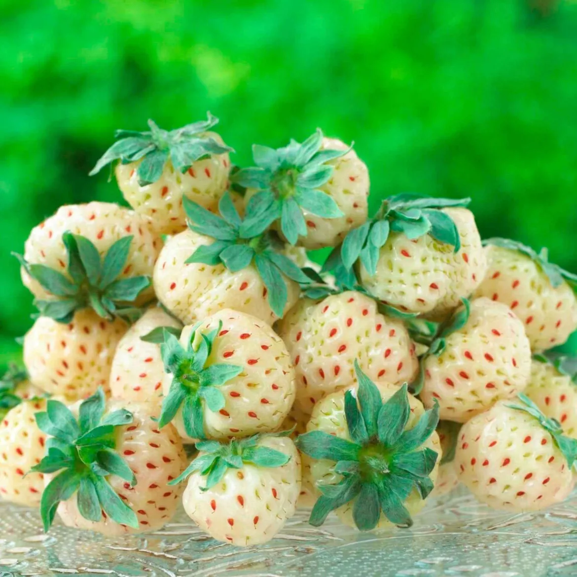 2 Fraisiers Pineberry White Dream ® - La fraise blanche qui étonne