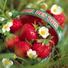 Fraisiers remontants Mara des Bois - Des fraises tout l'été