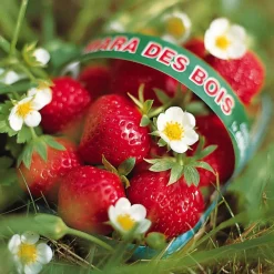 Fraisiers remontants Mara des Bois - Des fraises tout l'été