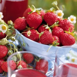 Fraisiers remontants Mara des Bois - Des fraises tout l'été