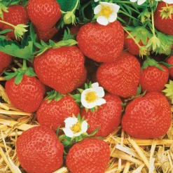 Fraisiers remontants Mara des Bois - Des fraises tout l'été
