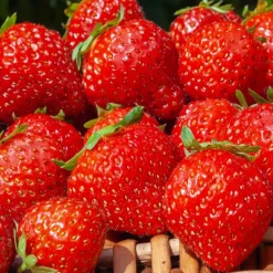 Fraisiers remontants Mara des Bois - Des fraises tout l'été