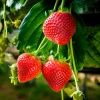 Fraisier Suprise des Marchés - Des fraises tout l'été