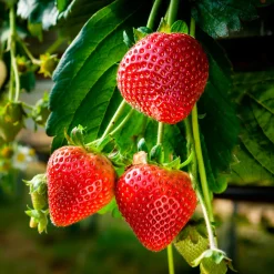 Fraisier Suprise des Marchés - Des fraises tout l'été