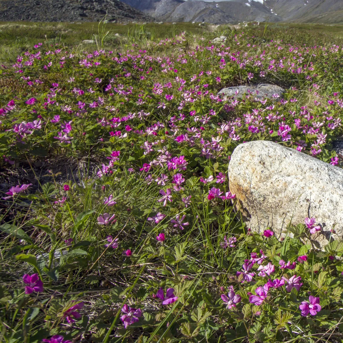 Framboisier arctique - Des framboises même au nord