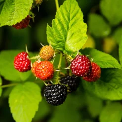 Framboisier Black Jewel - Des framboises noires au jardin