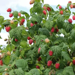 Framboisier 'Malling Promise' - Des framboises dès l'été 1