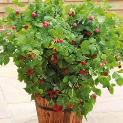 Framboisier nain et compact non remontant Beauté rubis ® - Des framboises sur le balcon