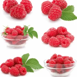 Framboisier nain et compact non remontant Beauté rubis ® - Des framboises sur le balcon