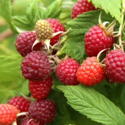 Framboisier nain Little Sweet Sister - Des framboises même sur balcon