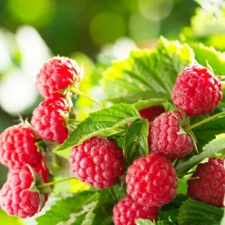 Framboisier remontant Aroma Queen - Deux récoltes, un seul plant