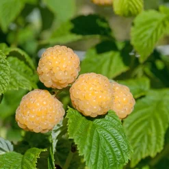 Framboisier remontant Fallgold - Des framboises dorées et sucrées
