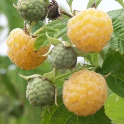 Framboisier remontant Fallgold - Des framboises dorées et sucrées