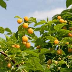 Framboisier remontant Fallgold - Des framboises dorées et sucrées