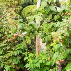 2 Framboisiers remontant Sumo 2 - Des framboises XXL au jardin