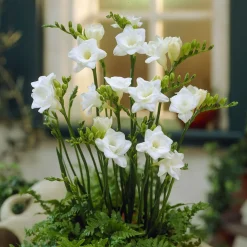 25 Freesias à fleurs doubles blanches - Un parfum blanc au jardin