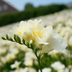 25 Freesias à fleurs doubles blanches - Un parfum blanc au jardin