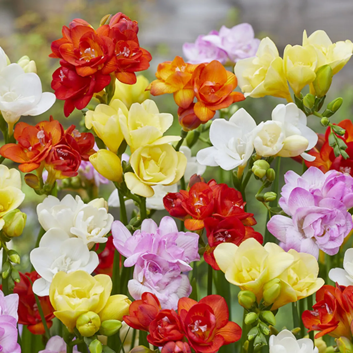 25 Freesias à fleurs doubles en mélange - Un parfum qui remplit la maison