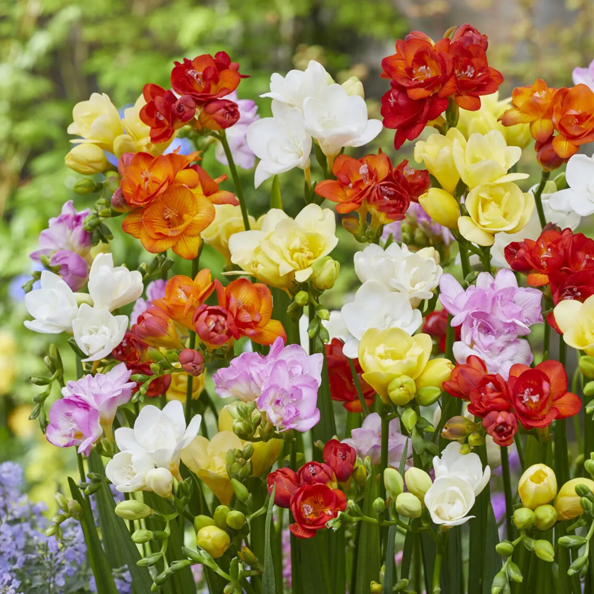 25 Freesias à fleurs doubles en mélange - Un parfum qui remplit la maison