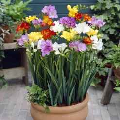 25 Freesias à fleurs doubles en mélange - Un parfum qui remplit la maison