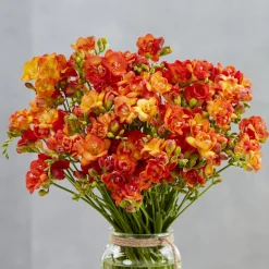 25 Freesias à fleurs doubles oranges - Parfum et couleur au jardin