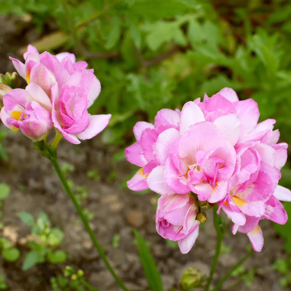 25 Freesias à fleurs doubles roses - Le parfum qui remplit le jardin