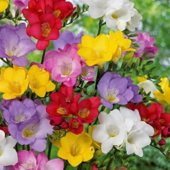 25 Freesias à fleurs simples en mélange - Un parfum qui envahit le jardin