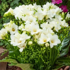 15 Freesia simple blanche - Fleurs blanches au parfum culte