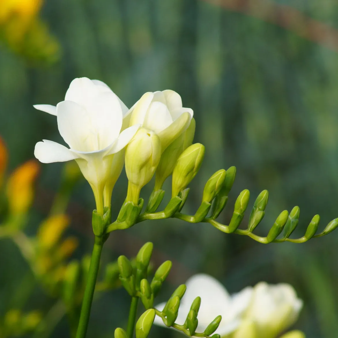 15 Freesia simple blanche - Fleurs blanches au parfum culte