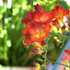 15 Freesia Simple Rouge - Rouge éclatant et parfumé