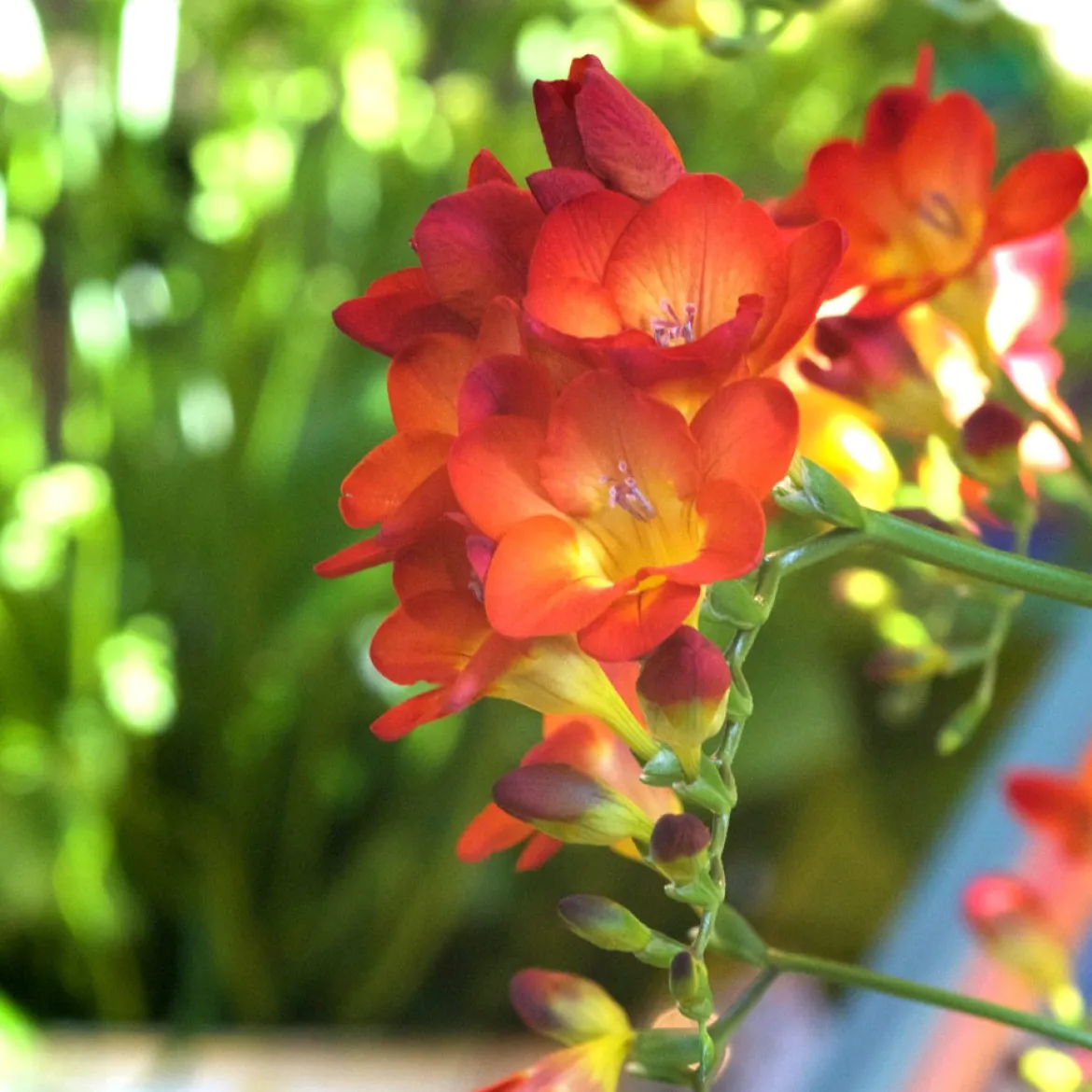 15 Freesia Simple Rouge - Rouge éclatant et parfumé