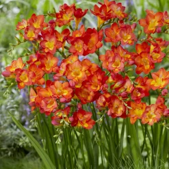 15 Freesia Simple Rouge - Rouge éclatant et parfumé