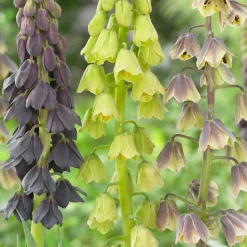 Fritillaire de Perse - Grandes fleurs, effet immédiat