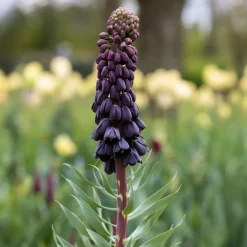 Fritillaire de Perse - Grandes fleurs, effet immédiat