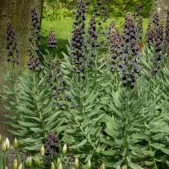 Fritillaire de Perse - Grandes fleurs, effet immédiat