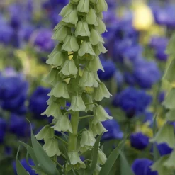 Fritillaire de Perse Ivory Bells - L'élégance qui monte haut