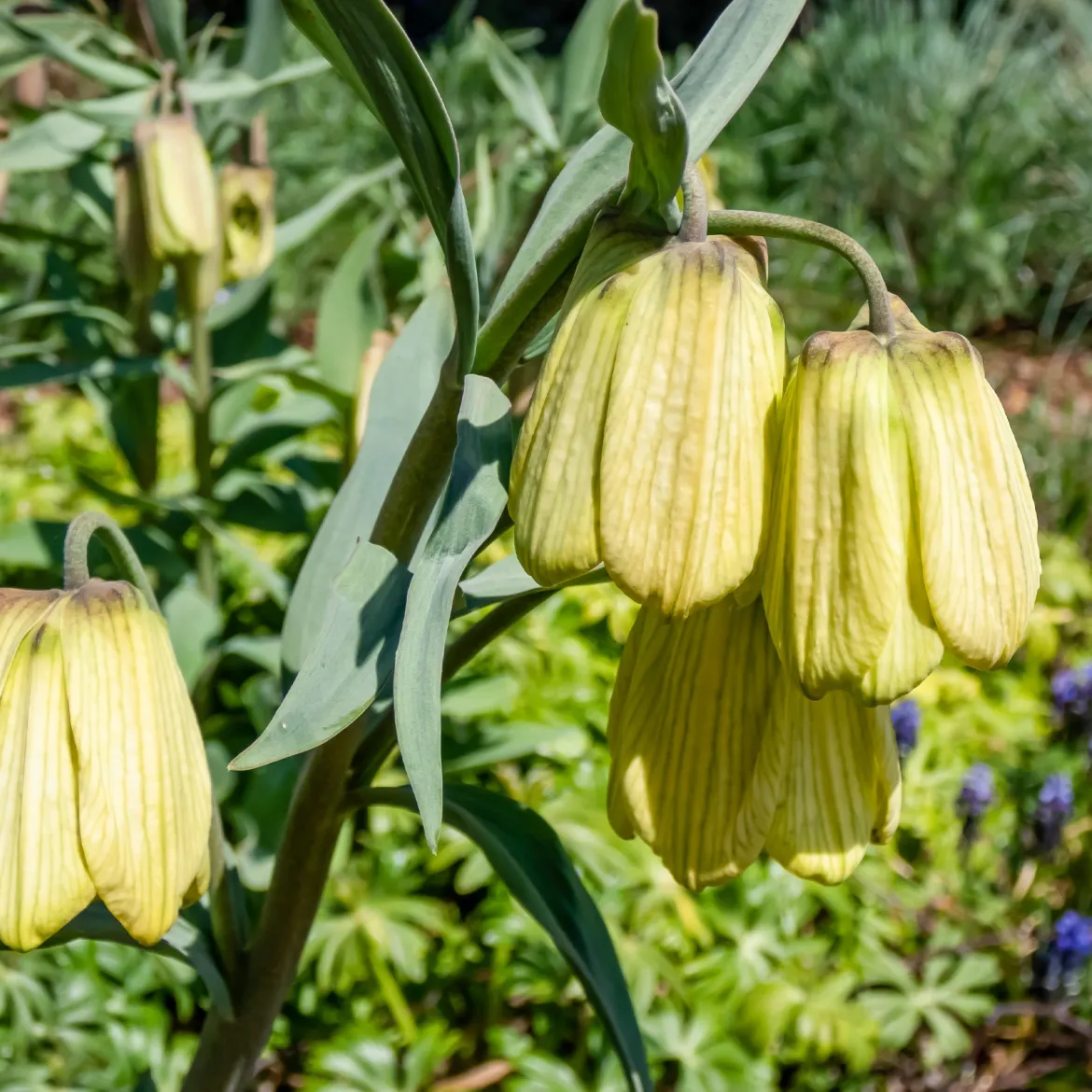 2 Fritillaires pallidiflora - Des clochettes jaunes au jardin