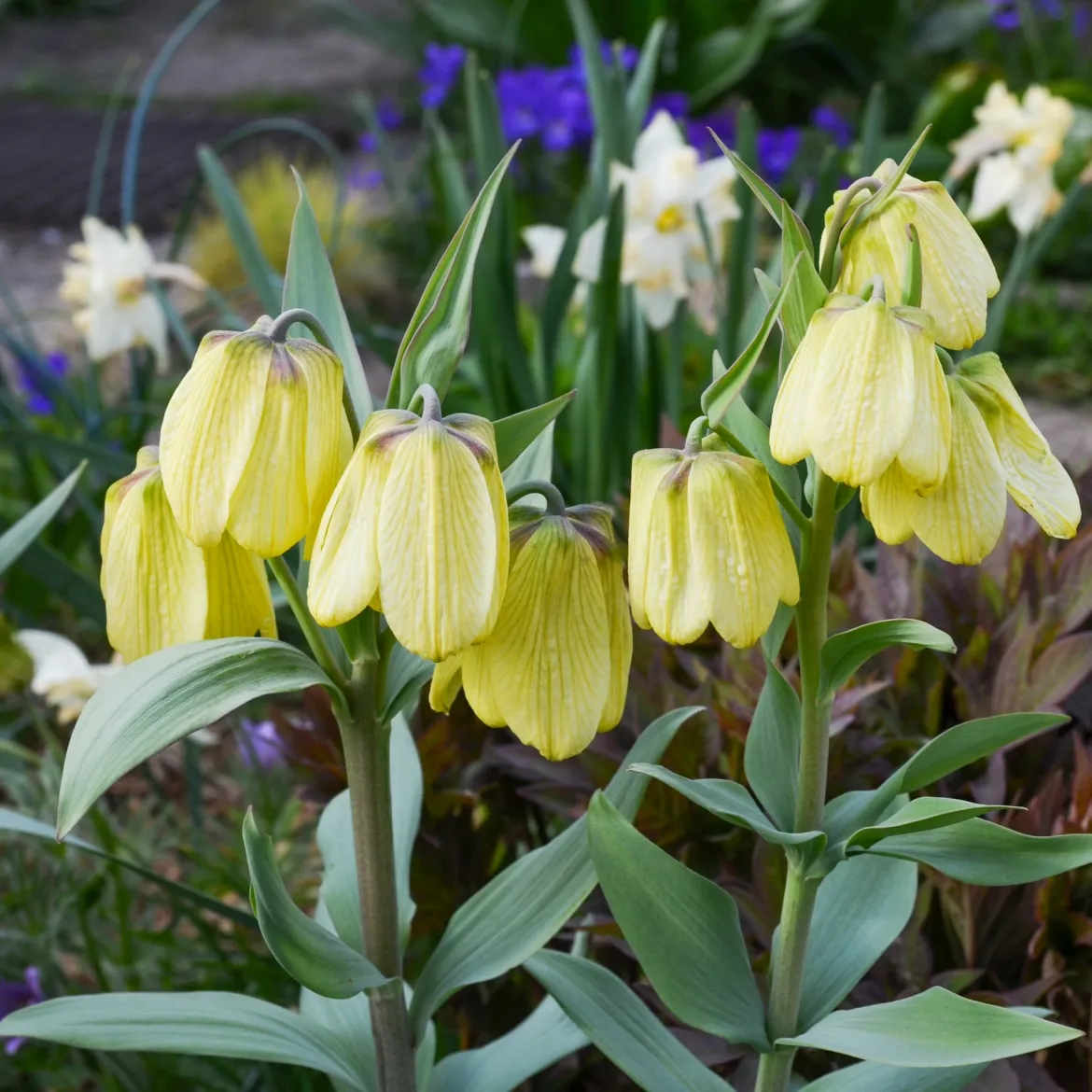 2 Fritillaires pallidiflora - Des clochettes jaunes au jardin