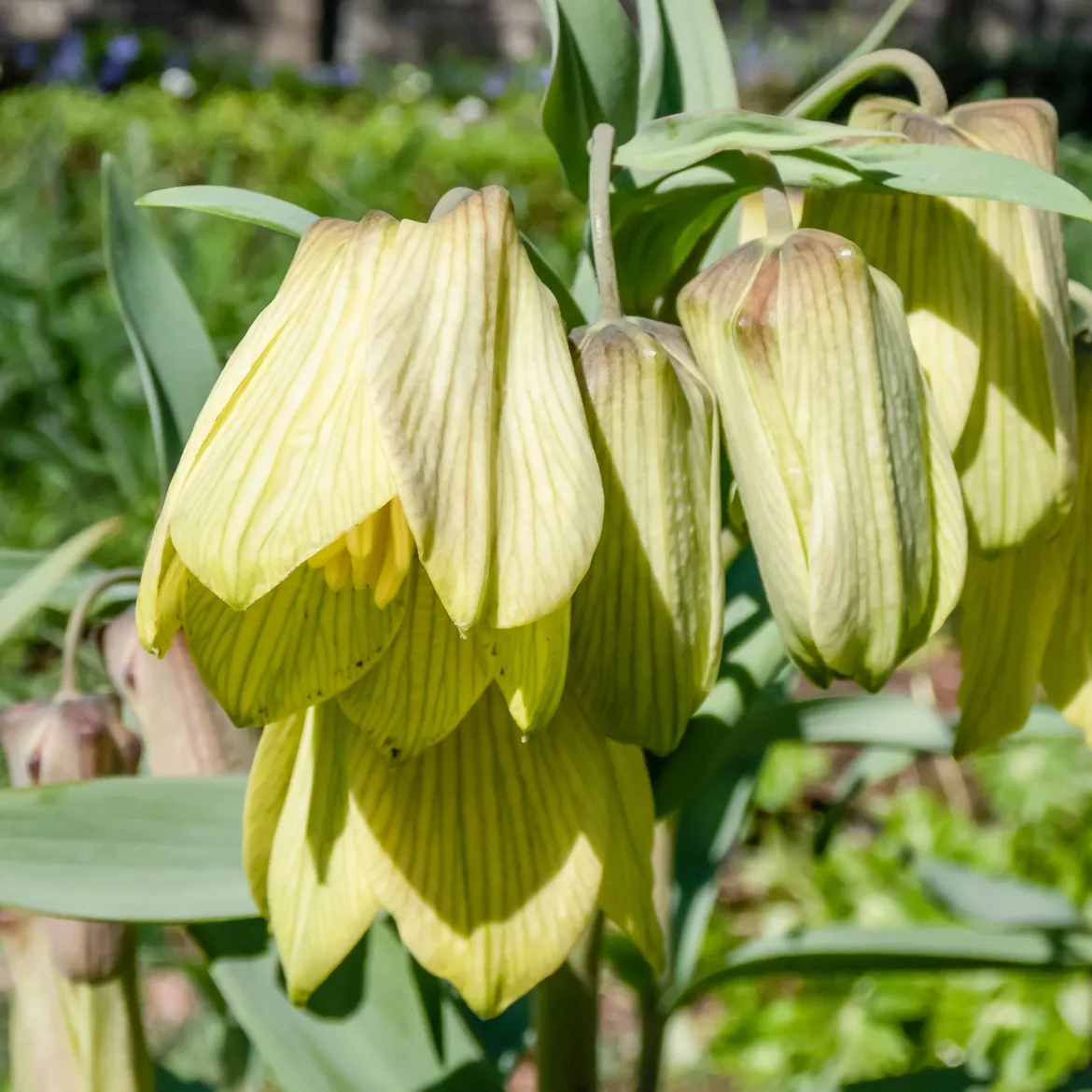 2 Fritillaires pallidiflora - Des clochettes jaunes au jardin