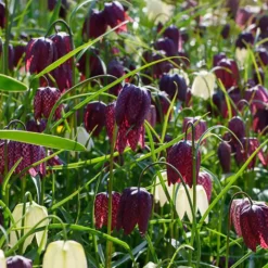 30 Fritillaires pintade en mélange - Le damier rare du jardin