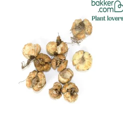 10 Fritillaires pintade unicolore blanche - Une clochette blanche rare