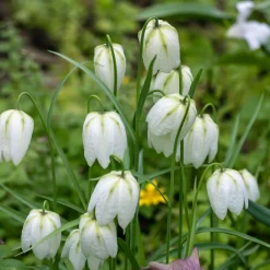 10 Fritillaires pintade unicolore blanche - Une clochette blanche rare