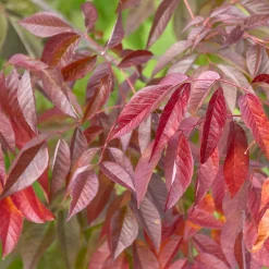 Frêne d'Amérique Autumn Applause - L'automne en rouge éclatant