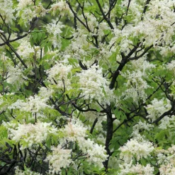 Frêne à fleurs - Un nuage blanc au jardin