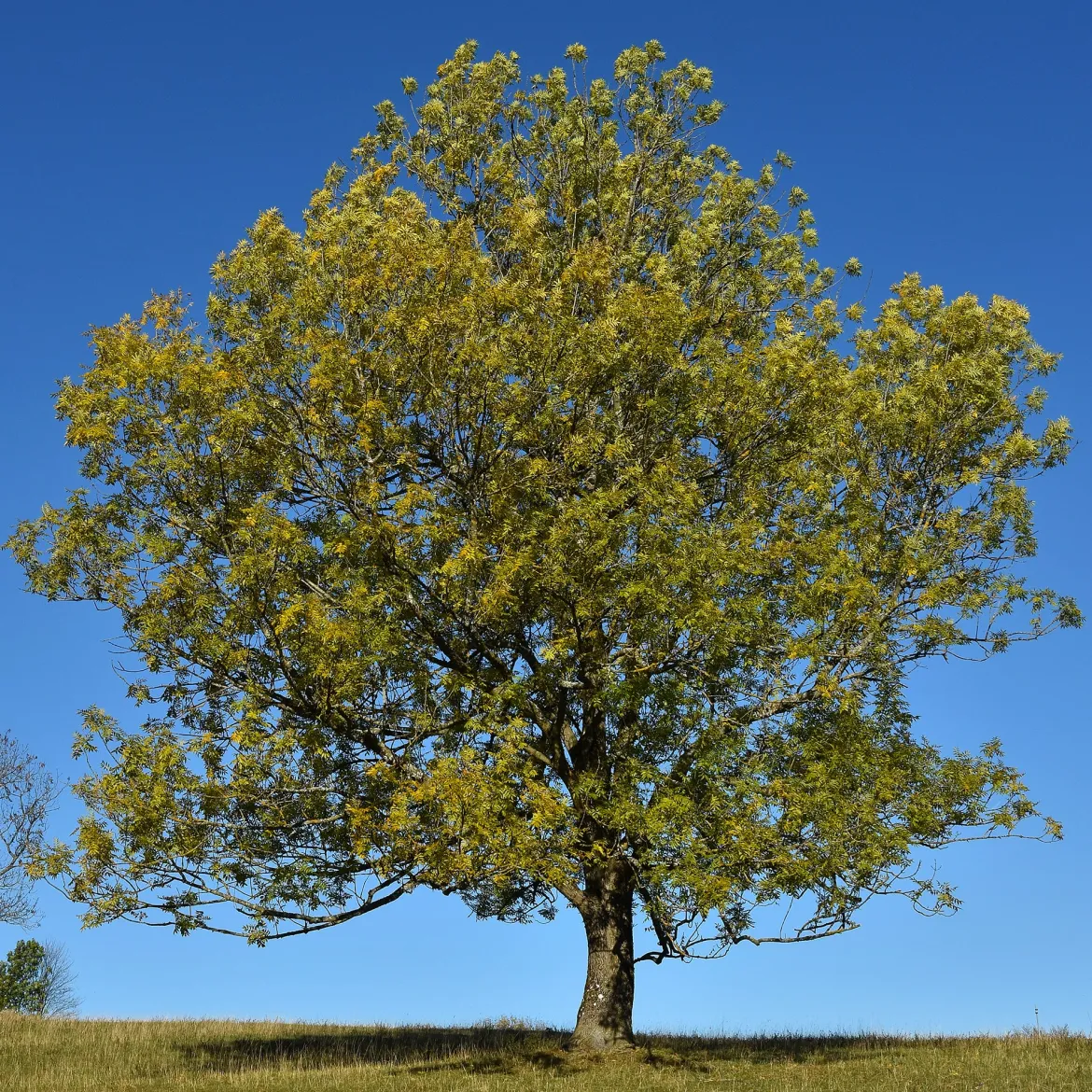 Frêne élevé - Grand arbre vite installé