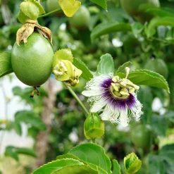 Fruit de la passion - Grenadille - Fruits exotiques chez vous