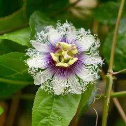 Fruit de la passion - Grenadille - Fruits exotiques chez vous